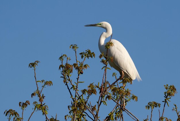 Czapla biała Ardea alba Ptak siedzi na drzewie wśród młodych liści na tle błękitnego nieba