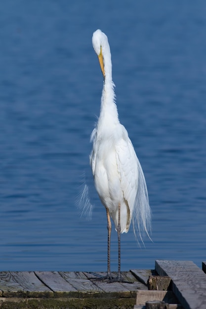 Czapla biała Ardea alba Ptak stoi na drewnianym moście i szczotkuje swoje piękne pióra