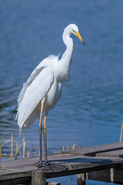 Czapla biała Ardea alba Ptak stoi na pomoście rybackim na brzegu rzeki