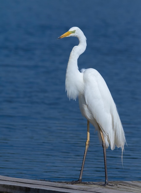 Czapla biała Ardea alba Ptak stoi na pomoście rybackim na brzegu rzeki