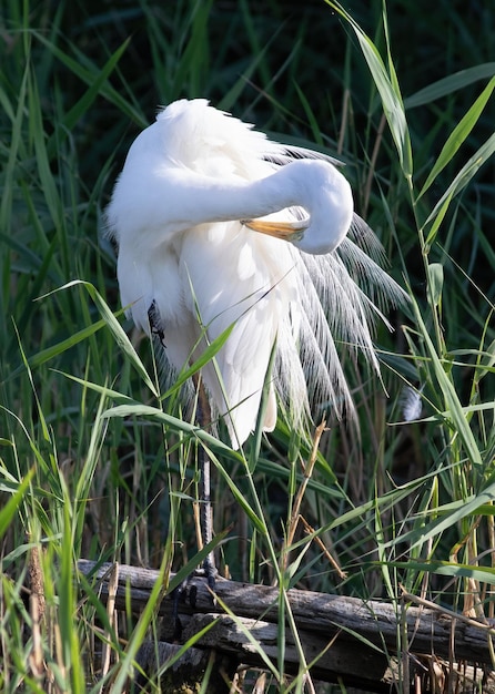 Czapla biała Ardea alba Ptak szczotkujący swoje luksusowe pióra