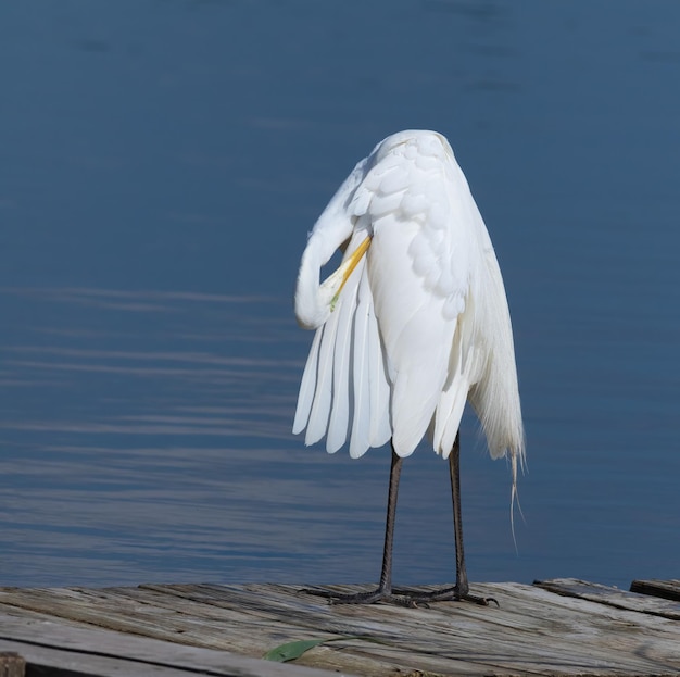 Czapla biała Ardea alba Ptak szczotkuje swoje piękne pióra