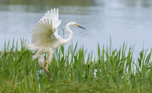 Czapla biała Ardea alba Ptak w locie lądujący na brzegu rzeki porośniętym wysoką trawą