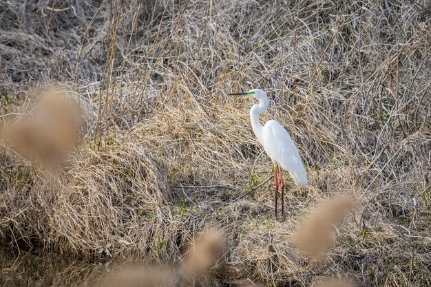 Czapla Biała (ardea Alba)