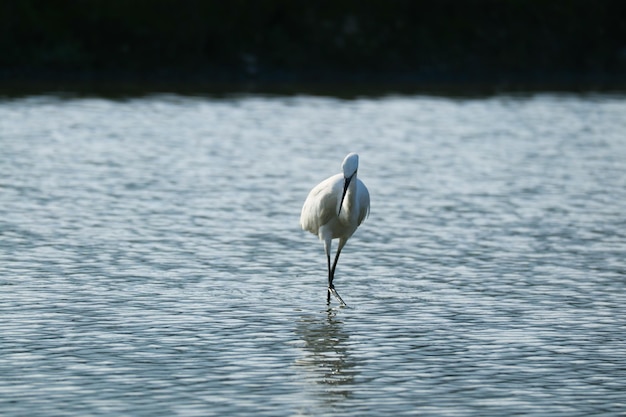 czapla biała ardea alba