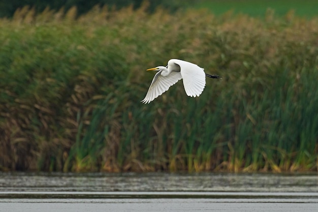 Czapla biała Ardea alba