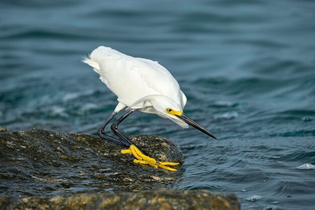 Czapla biała dziki ptak morski znany również jako czapla biała lub śnieżna polująca latem nad morzem