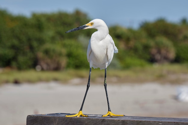 Czapla biała dziki ptak morski, znany również jako czapla biała nad morzem latem