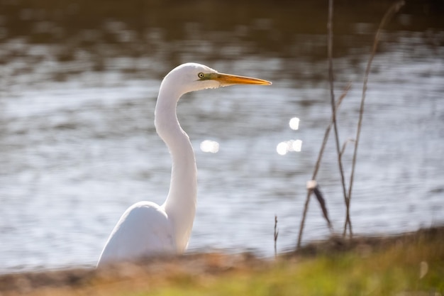 Czapla biała lub Ardea alba biały delikatny ptasi czapla portret rodziny zbliżenie w wodzie