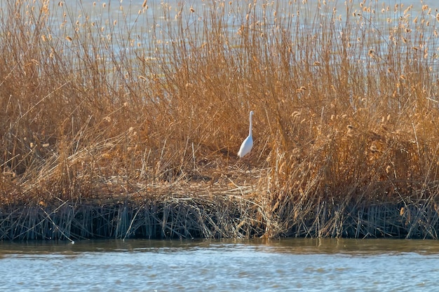 Czapla biała stojąca w trzcinach (Ardea alba)