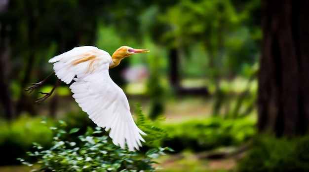 Czapla Bydlęca Lub Czapla Znana Jako Bubulcus Ibis Lecąca W Kierunku Celu