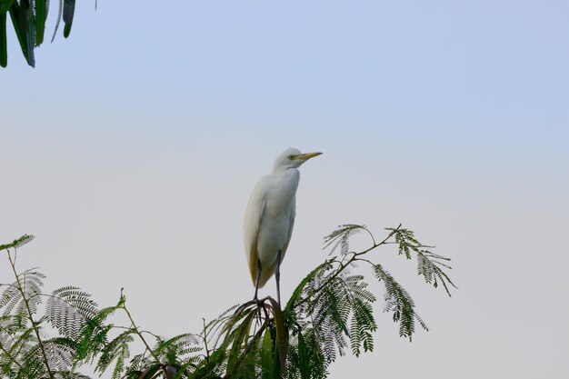 Czapla Bydlęca Lub Czapla Znana Jako Bubulcus Ibis Stojący Mocno Na Czubku Drzewa