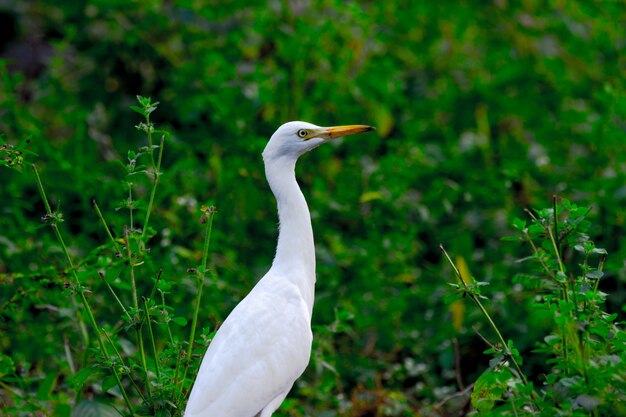 Czapla bydlęca lub czapla znana jako bubulcus Ibis stojący mocno w pobliżu roślin dla owadów