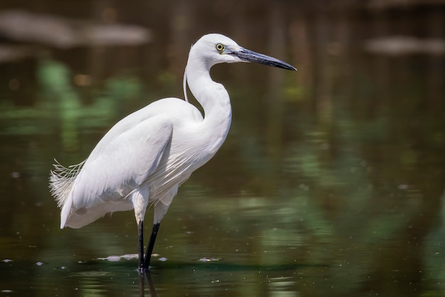 czapla (Egretta garzetta) szuka jedzenia na bagnach. Ptak. Zwierząt.