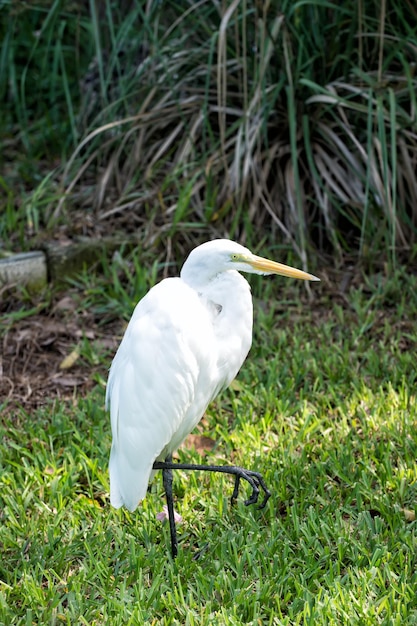 Czapla lub czapla zwyczajna, ładny ptak z białymi piórami i żółtym dziobem chodzenie po zielonej trawie w słoneczny letni dzień na naturalnym tle. Dzika przyroda i przyroda. Ornitologia