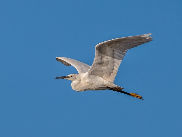 Czapla mała Egretta garzetta