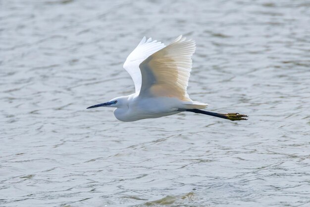 Czapla mała w locie (Egretta garzetta) Mała biała czapla