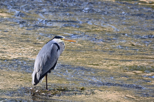 czapla modra ardea cinerea