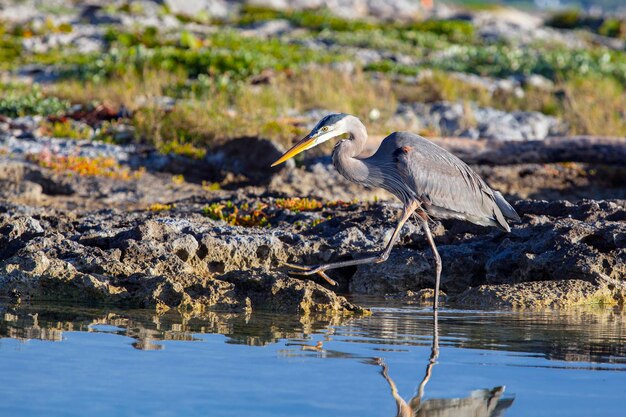 Czapla modra Ardea herodias