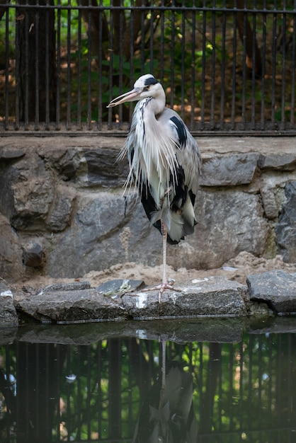 Czapla modra to duży ptak brodzący z rodziny czapli w zoo