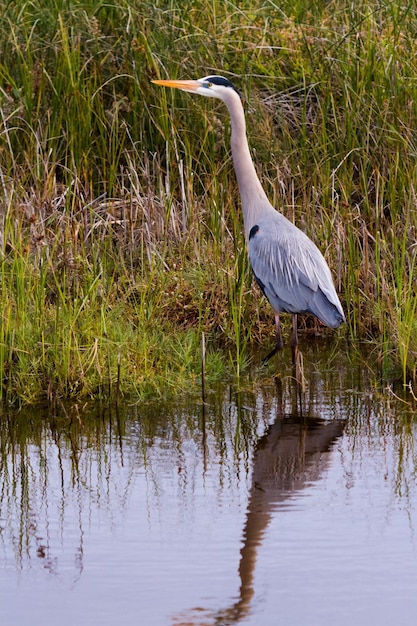 Czapla modra w naturalnym środowisku na wyspie South Padre w Teksasie.