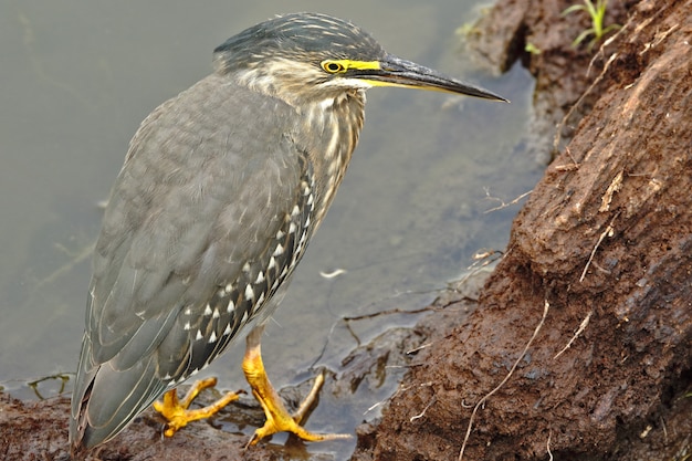 Czapla Na Brzegu Jeziora (butorides Striata)