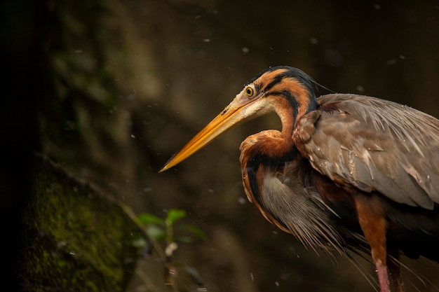 Czapla Purpurowa Lub Ardea Purpurea W Parku Ptaków Na Bali