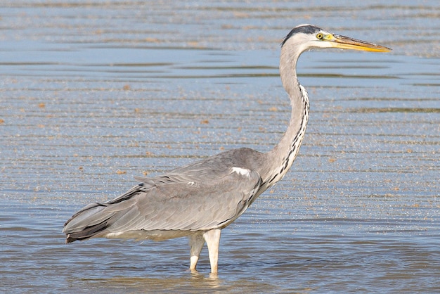 Czapla siwa Ardea cinerea jest pospolitym ptakiem w emporda girona catalunya hiszpania