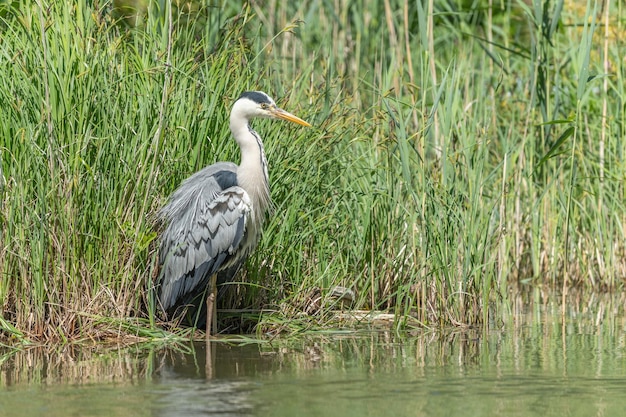 Czapla siwa Ardea cinerea łowi na bagnach