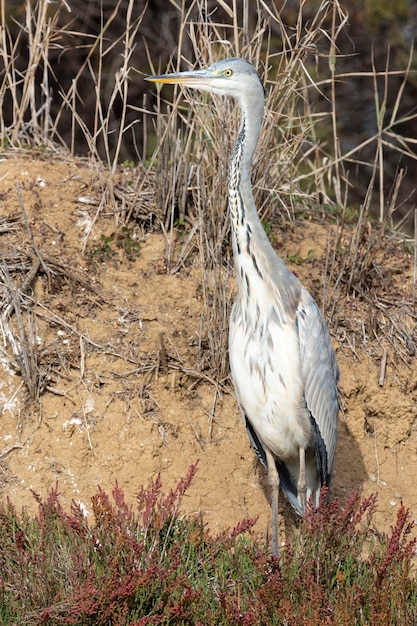 Czapla Siwa Ardea Cinerea Malaga Hiszpania