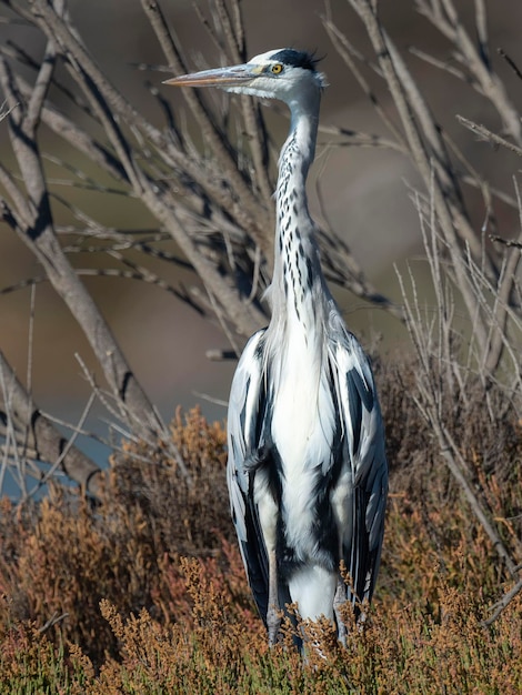 Czapla siwa Ardea cinerea Malaga Hiszpania