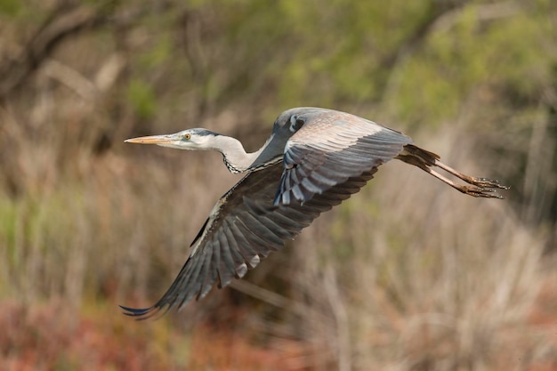 Czapla siwa Ardea cinerea Malaga Hiszpania