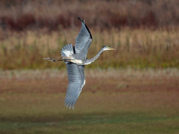 Czapla Siwa (Ardea cinerea) sfotografowany w locie.