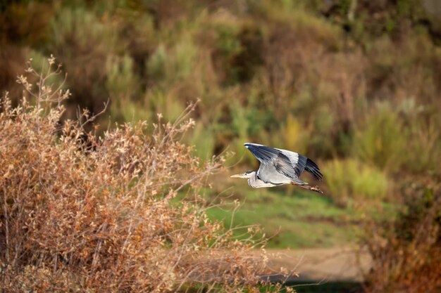 Zdjęcie czapla siwa (ardea cinerea) sfotografowany w locie.