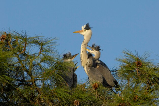 Czapla siwa ardea cinerea z parówkami