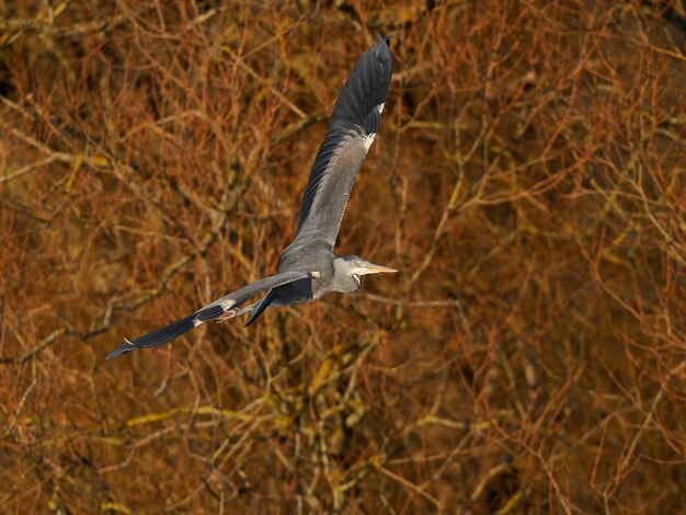 Czapla siwa ardea cinerea