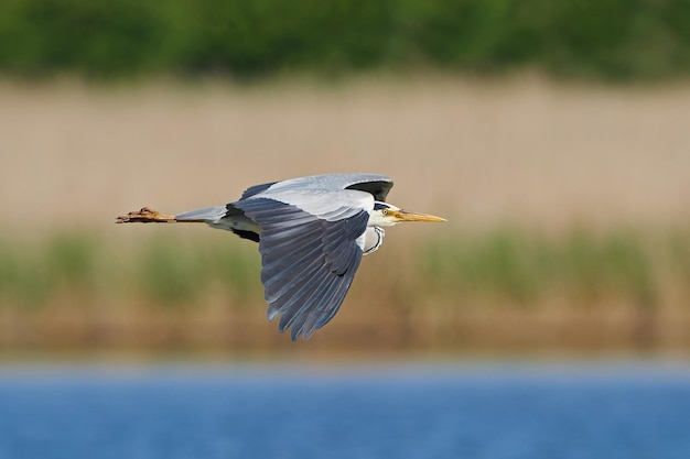 Czapla siwa ardea cinerea