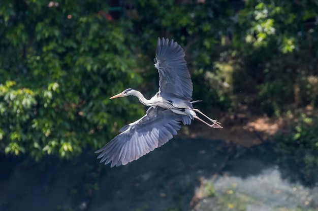 Czapla siwa lądująca ardea herodias Czapla siwa