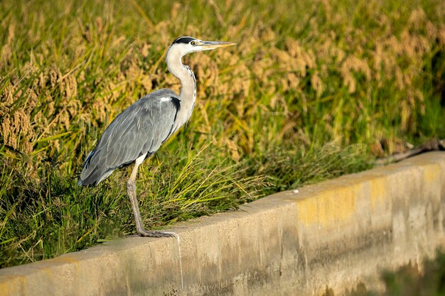 Czapla siwa między zielonymi polami ryżowymi w parku przyrody Albufera w Walencji