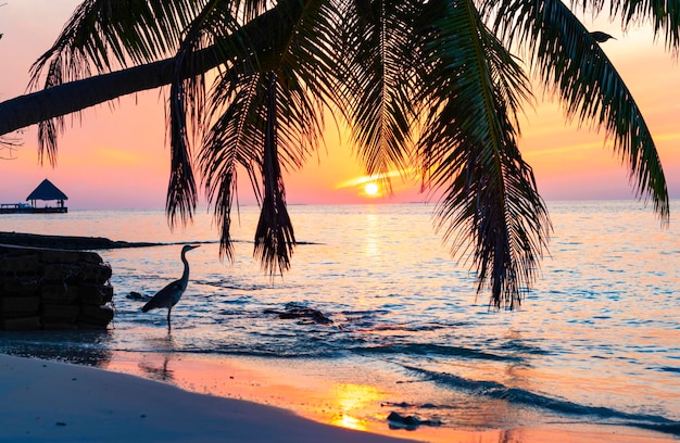 Czapla siwa nad brzegiem Oceanu Indyjskiego o świcie na Malediwach słońce wschodzące z Oceanu Indyjskiego i odzwierciedlone w koncepcji podróży po wodzie palmy wiszące nad wodą