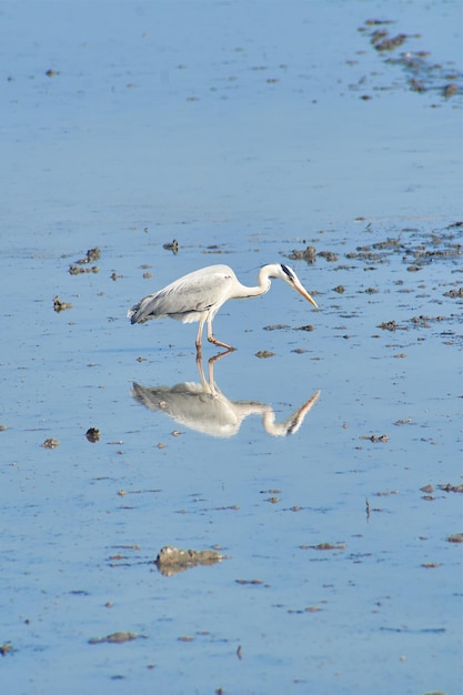 Czapla siwa, ptak odbity w wodzie Albufera de Valencia. Skopiuj miejsce