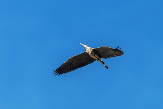 Czapla siwa w locie (Ardea cinerea) błękitne niebo