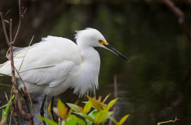 Czapla śnieżna W Parku Narodowym Everglades Na Florydzie.