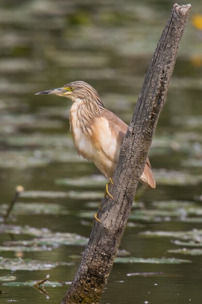 Czapla squacco