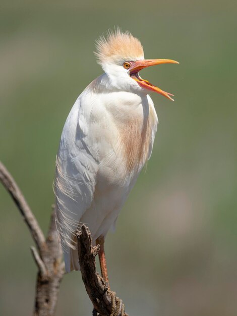 Czapla zwyczajna (Bubulcus ibis) Malaga, Hiszpania