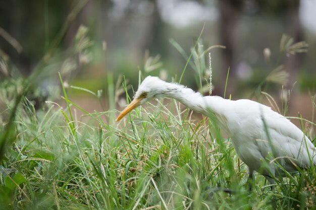 Czapla zwyczajna lub bubulcus Ibis w swoim naturalnym środowisku w publicznym parku w Hyderabad w Indiach