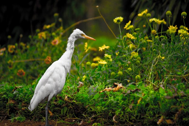 Czapla Zwyczajna Lub Znana Jako Bubulcus Ibis Stojący Mocno W Pobliżu Roślin Dla Owadów I Szkodników