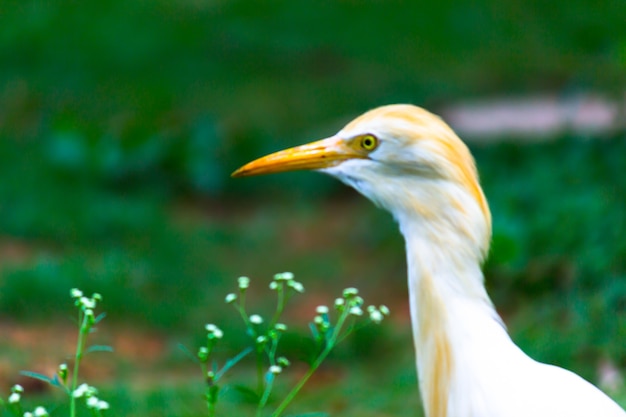 Czapla Zwyczajna Lub Znana Jako Bubulcus Ibis Stojący Mocno W Pobliżu Roślin Dla Owadów I Szkodników