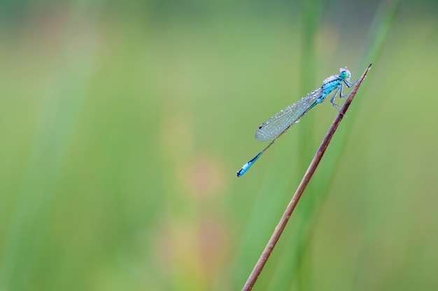 Czara oznaczona damselfly