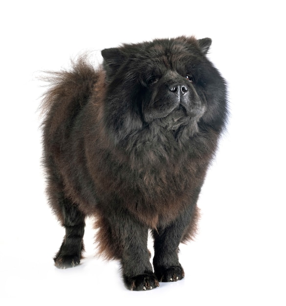 Czarna Chow Chow